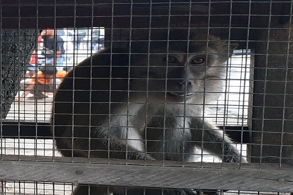 Another looked-like unhealthy wild monkey in North Sumatera, Need to be Rescued (June 17, 2020)